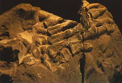 colezione gutierrez- columbia 130 milioni anni